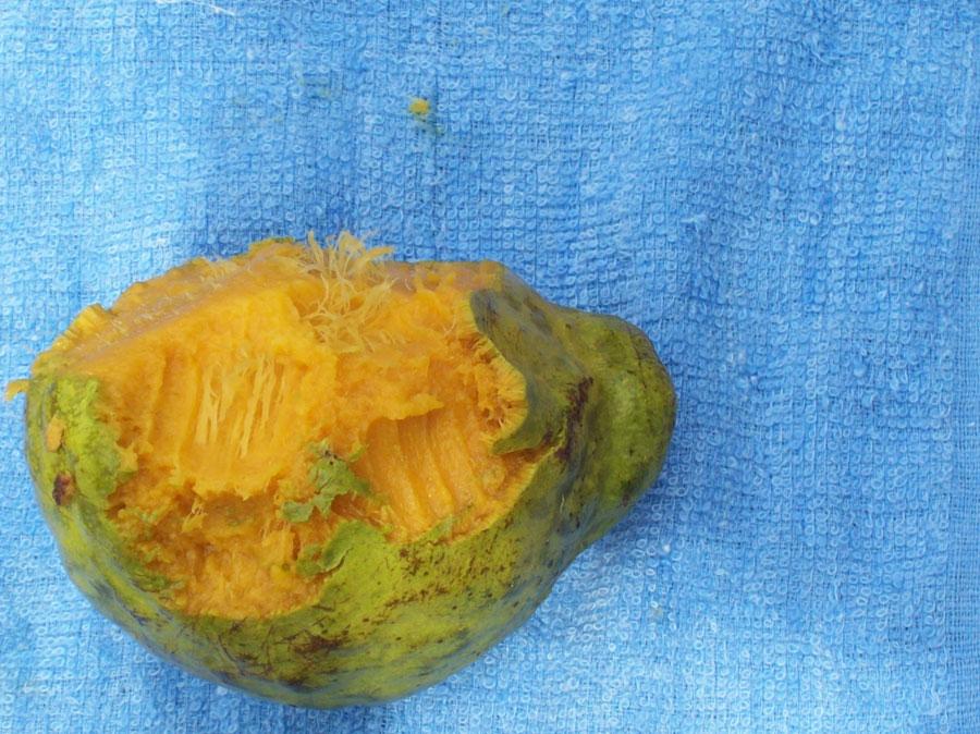 معرفی و راهنمای پرورش درختان میوه - باهیا سانساپوت